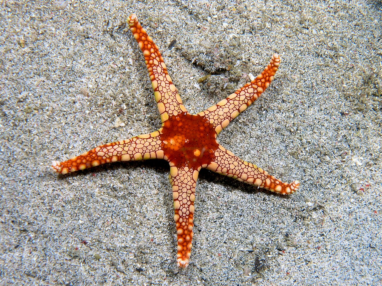 Tile Starfish