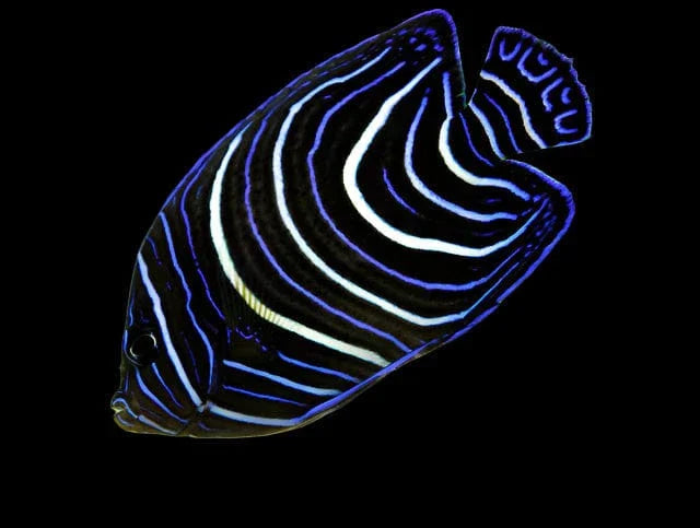 Koran Angelfish - Juvenile