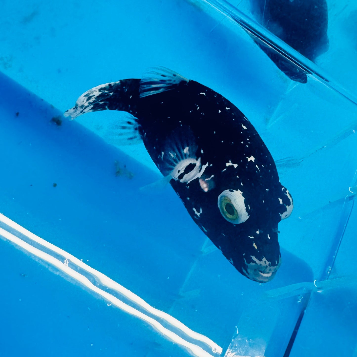 Dalmatian puffer