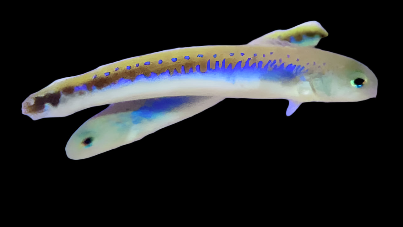 Oreni Tilefish