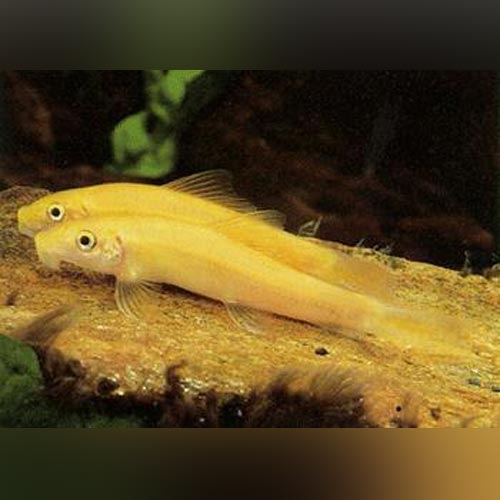 Gold Algae Eater (group of 3)
