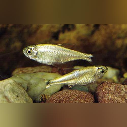 Gold Tetra (school of 6)