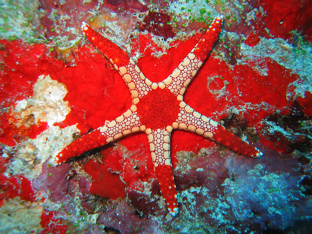 Tile Starfish