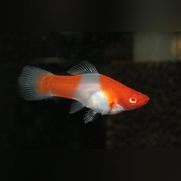 Koi Kohaku Red Eye Swordtail (group of 4)