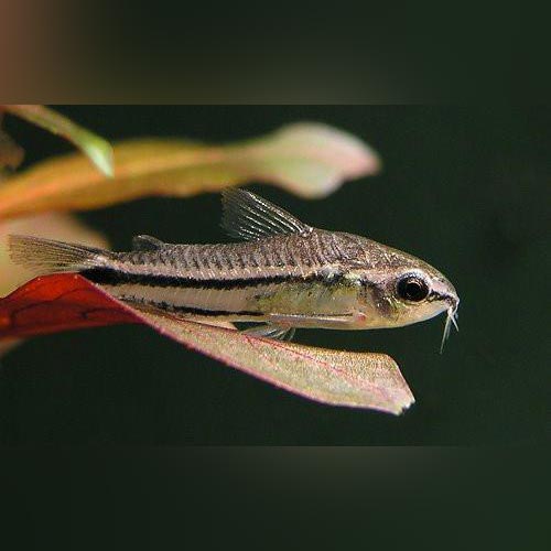 Pygmy Cory (gang of 5)
