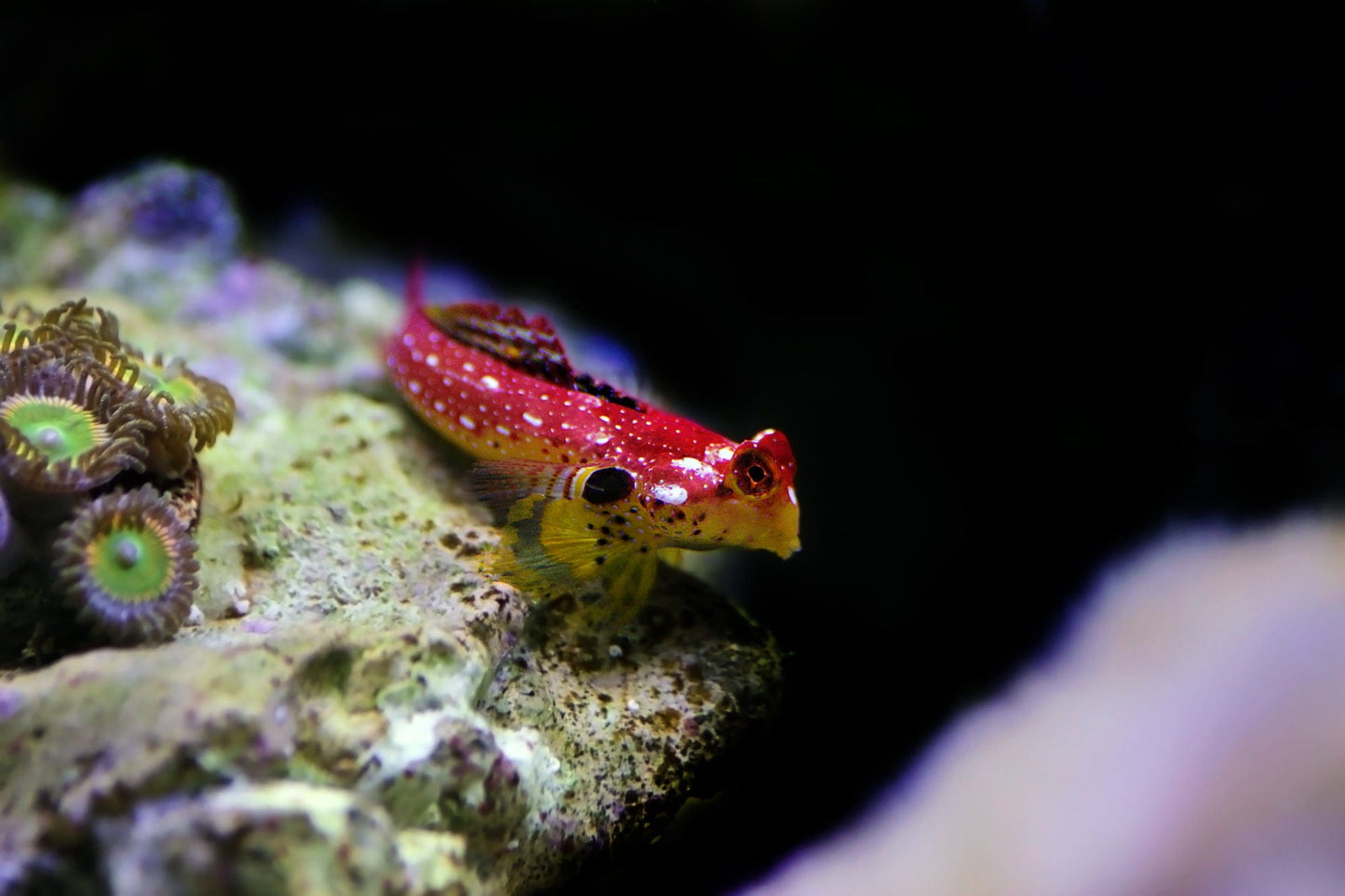 Ruby Red Dragonette Blenny