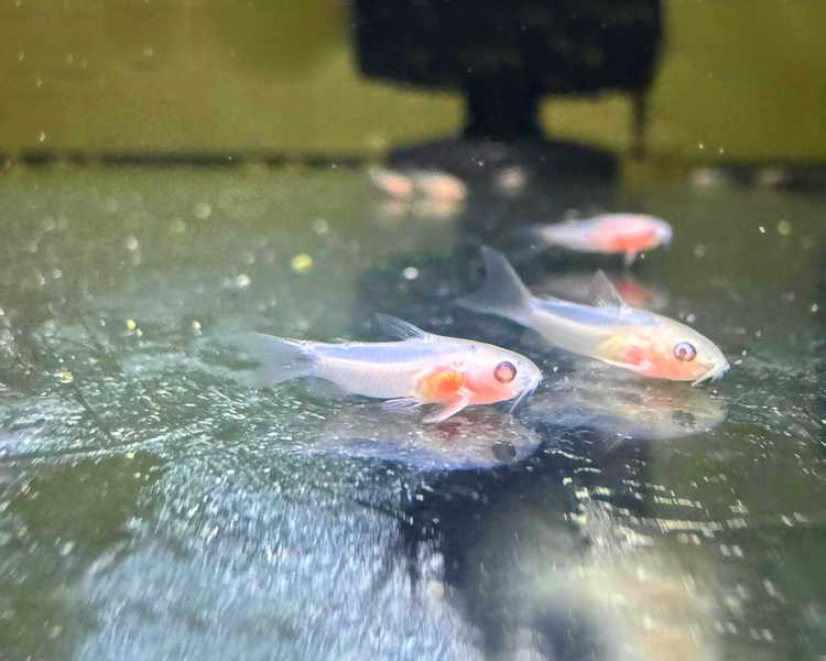 Pygmy Cory Albino
