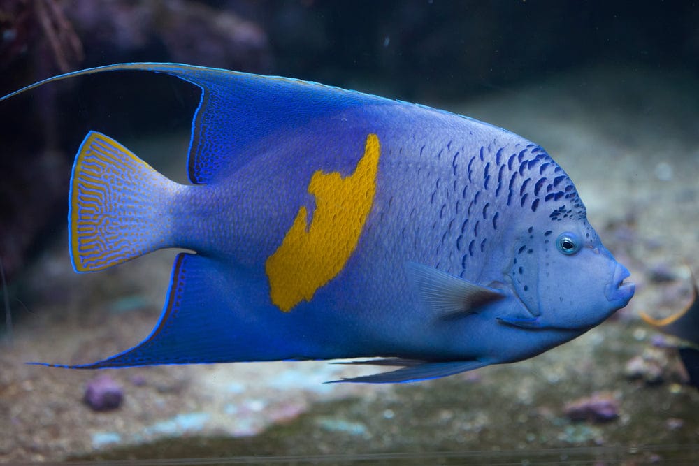 Maculosus Angelfish