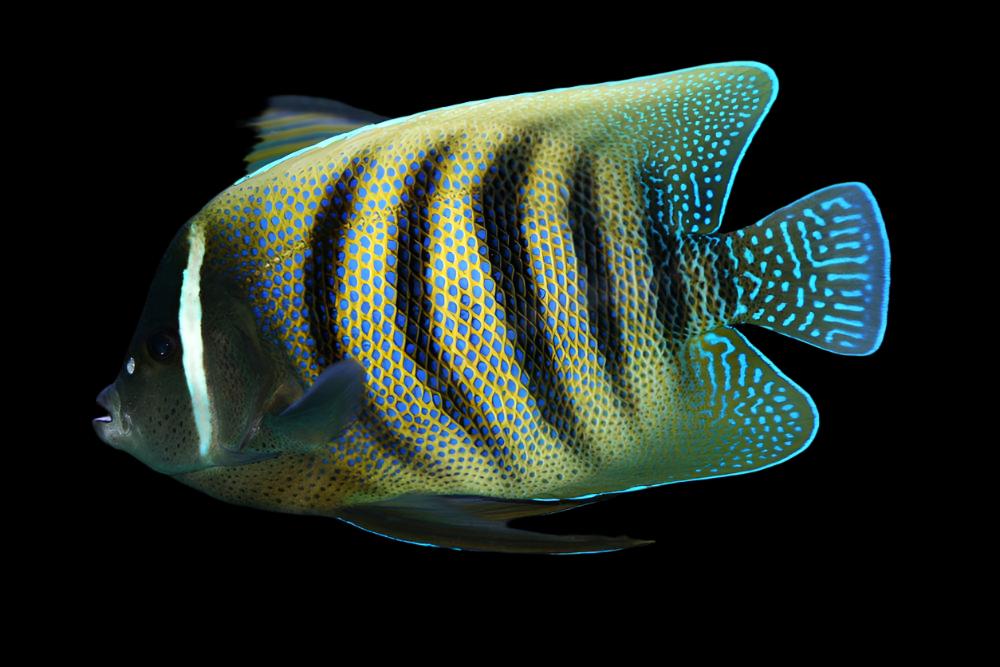 Six Bar Angelfish - Adult
