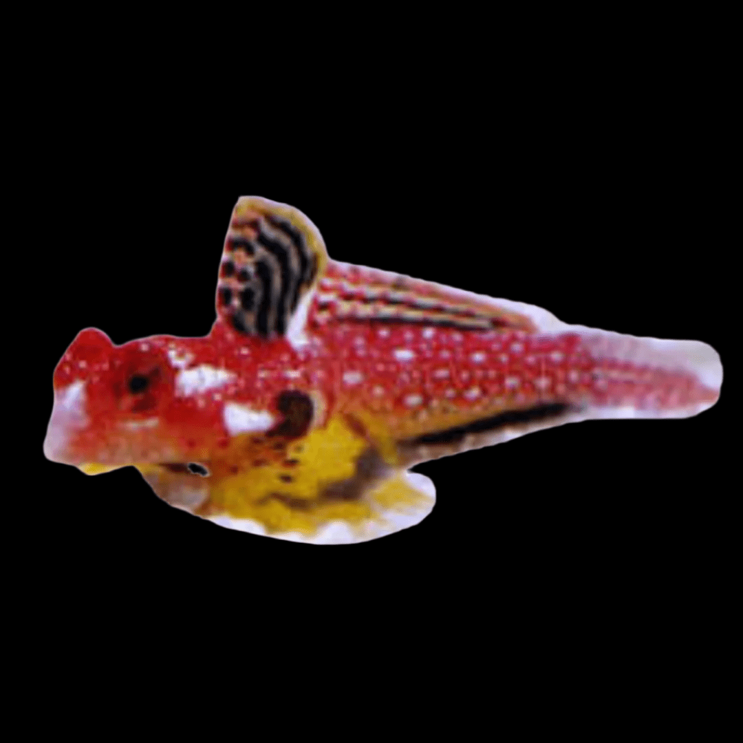 Ruby Red Dragonette Blenny
