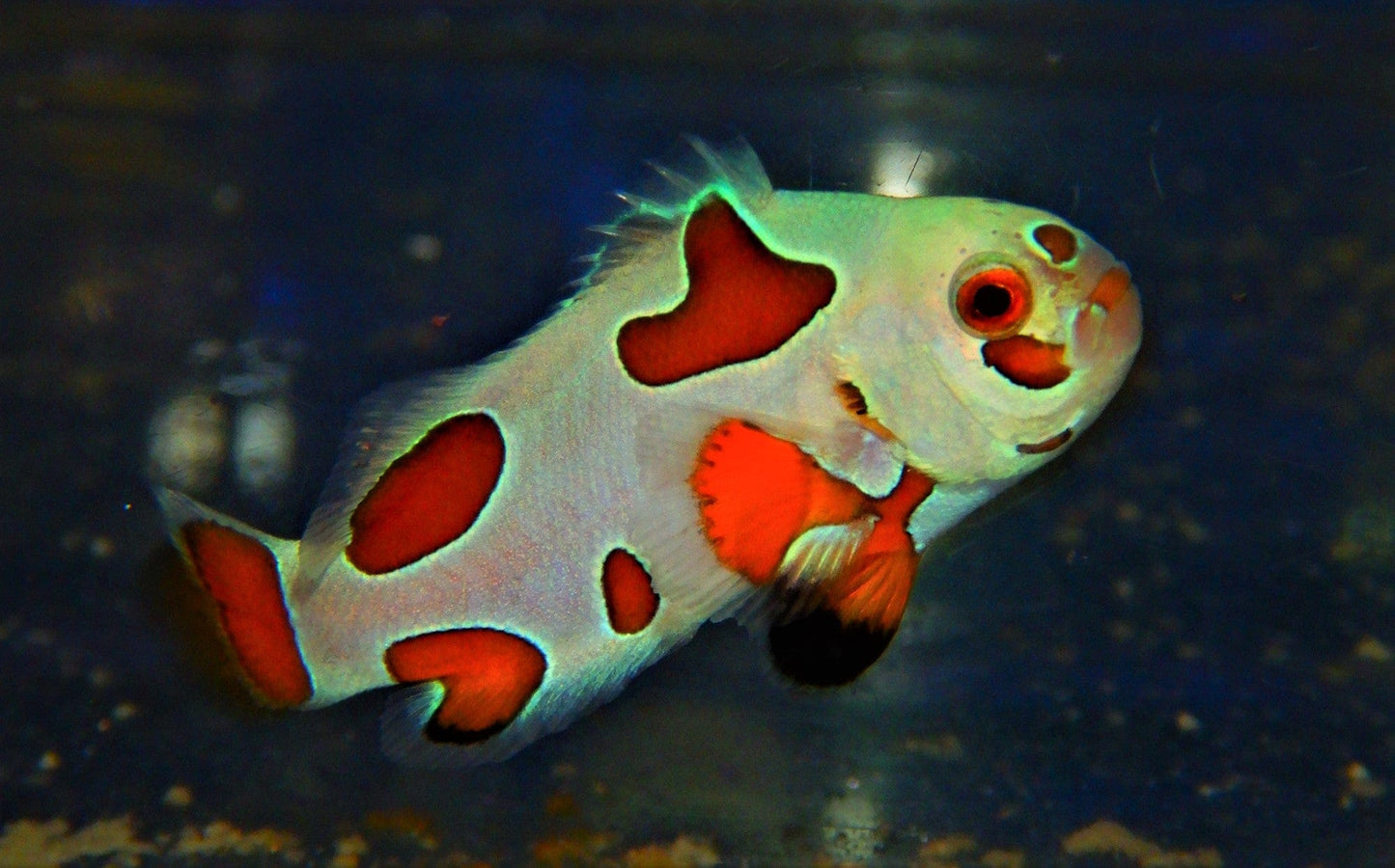 Orange Storm Super Ocellaris Clownfish