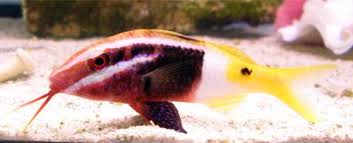 Bicolor Goatfish (Fiji)