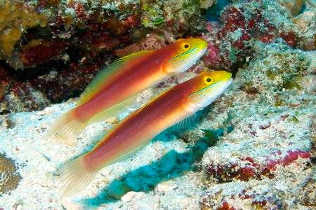 Bella Goby