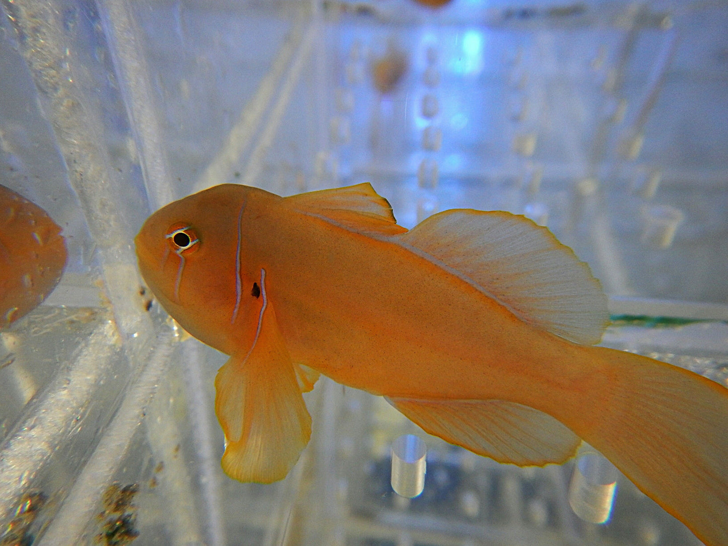 Yellow Citron Clown Goby (Fiji)