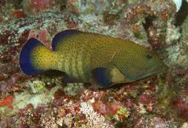 Argus Grouper
