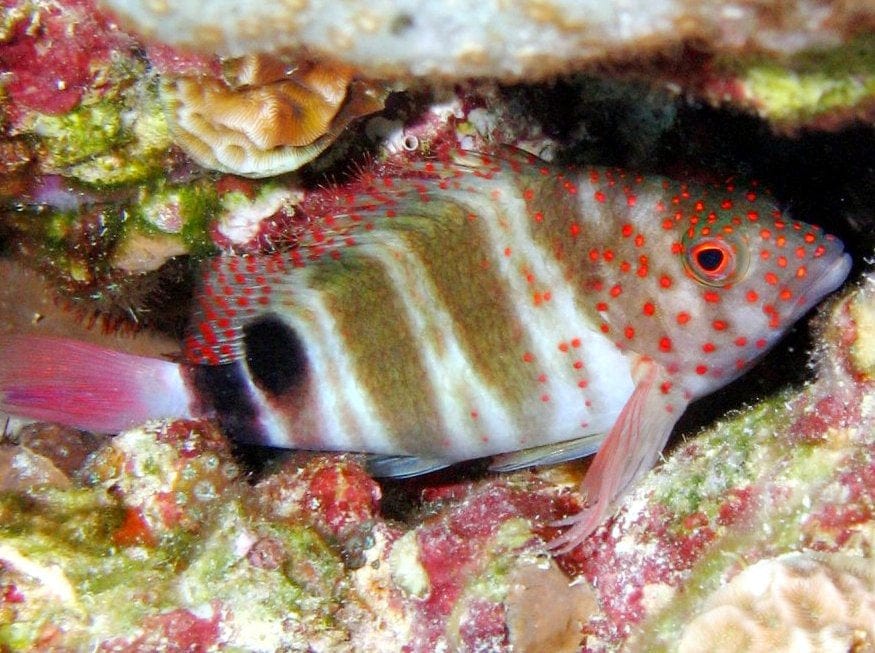 Redspotted Hawkfish