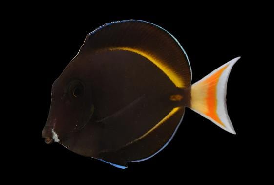 Achilles Tang Hybrid