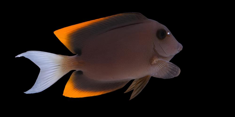 Flame Fin Tomini Tang