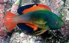 Scott's Fairy Wrasse - Male (Fiji)