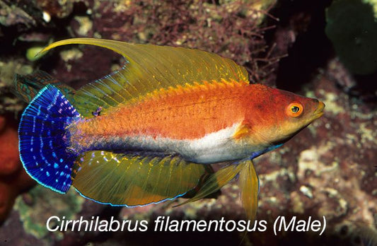 Whipfin Fairy Wrasse - Male