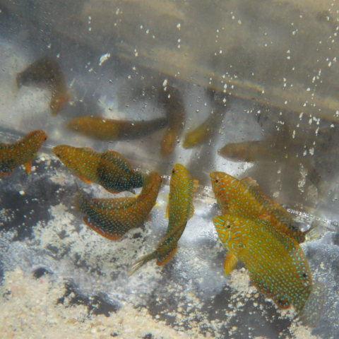 Potters Wrasse (Hawaii)