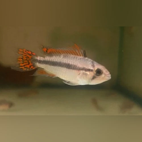 Apisto Cacatuoides Double Orange (Male only)