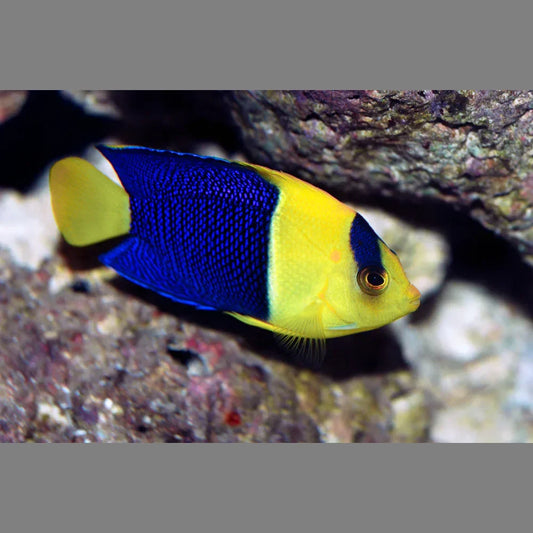 Bicolor Angelfish