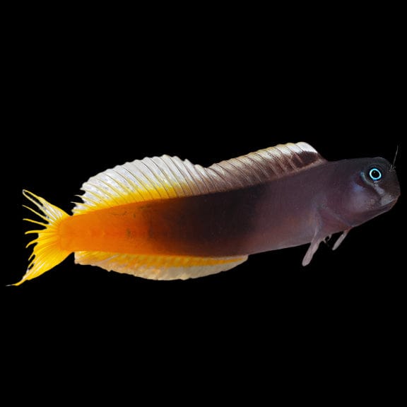 Bicolor Blenny - Male