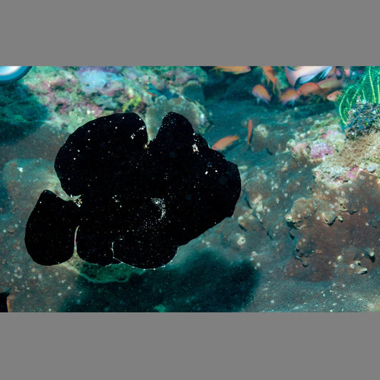 Black Anglerfish