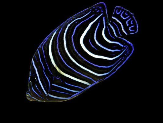 Koran Angelfish - Juvenile