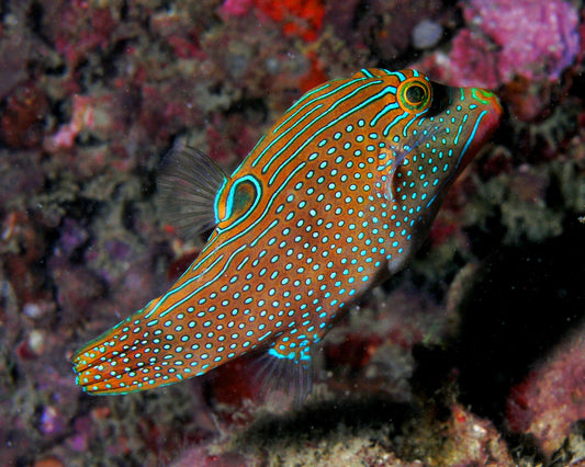 Blue Spot Puffer (Fiji)