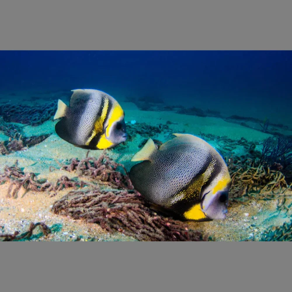 Cortez Angelfish - Juvenile