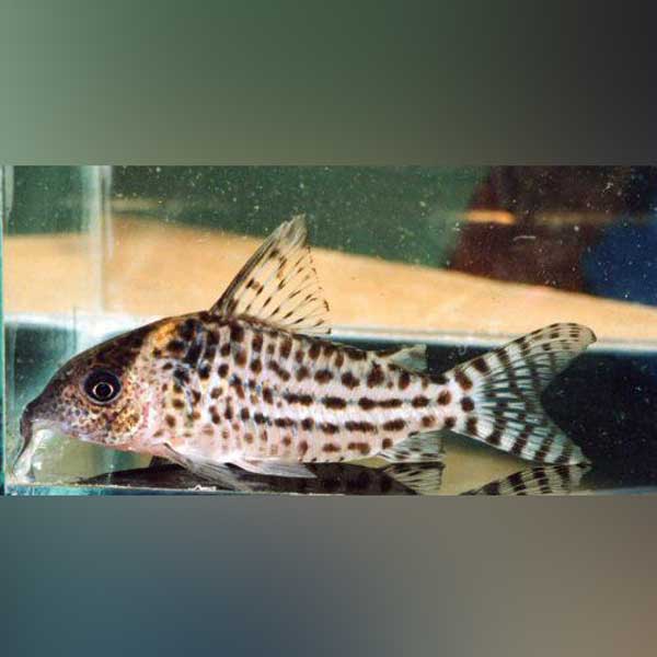 Agassizi Cory