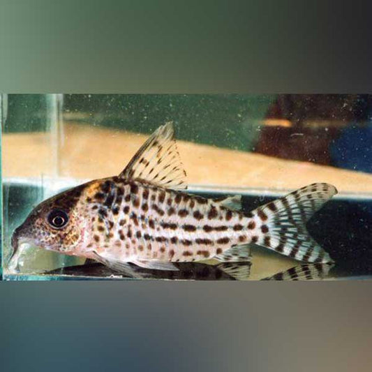 Agassizi Cory