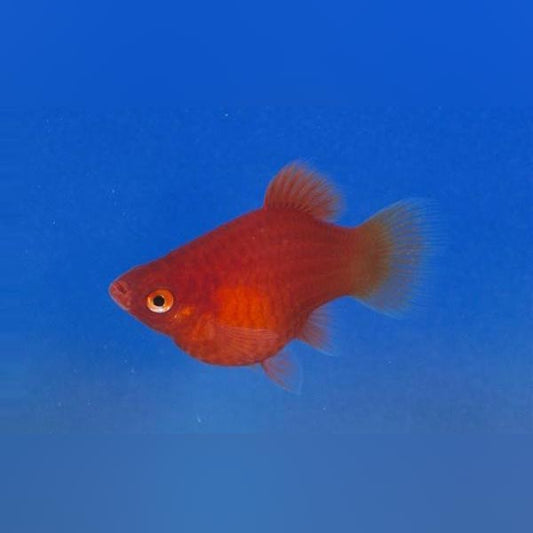 Dwarf Coral Red Platy (school of 5)