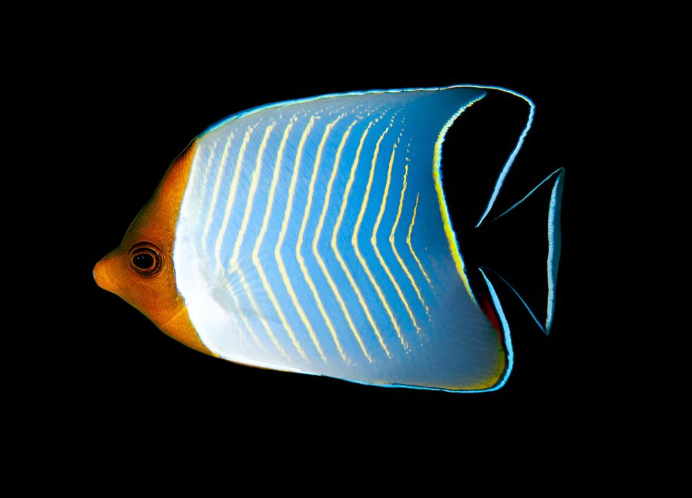 Larvatus Butterflyfish