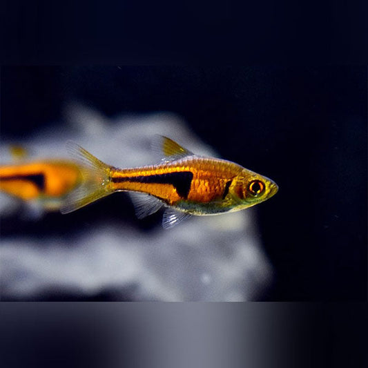 Pork Chop Rasbora (school of 6)