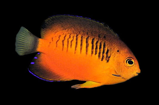 Shepardi Angelfish