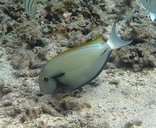 Black Shoulder Tang