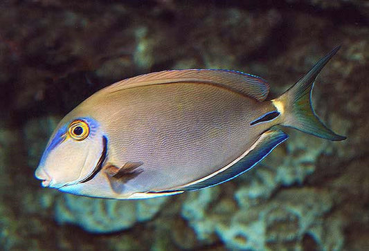 Ocean Surgeonfish (Atlantic)