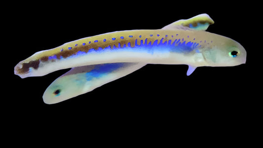 Oreni Tilefish