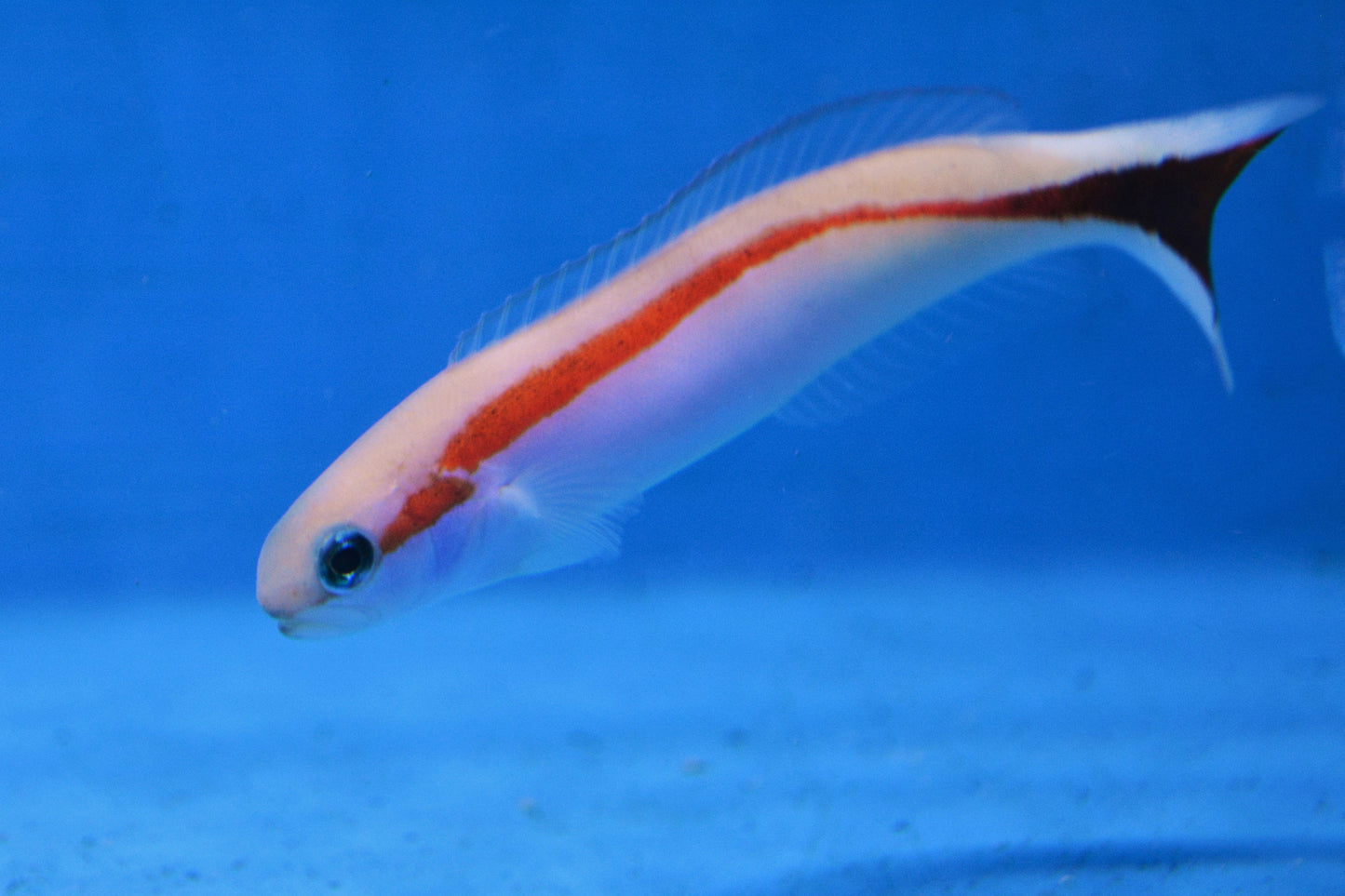Skunk Tilefish