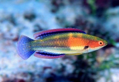 Balteatus Fairy Wrasse - Male