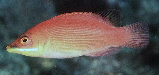 Disappearing Wrasse