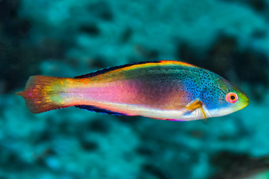 Scott's Fairy Wrasse - Male (Australia)