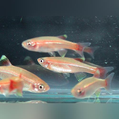 Gold White Cloud (school of 6)