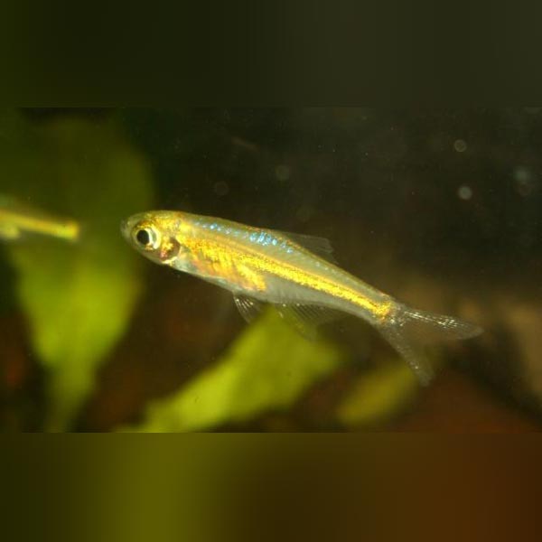 Neon Green Rasbora (school of 6)