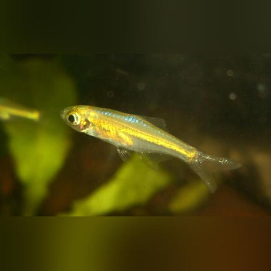 Neon Green Rasbora (school of 6)