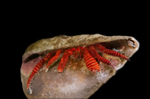 Orange Leg Hermit Crab (Reef Safe)