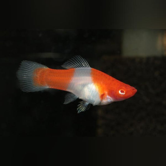 Koi Kohaku Red Eye Swordtail (group of 4)
